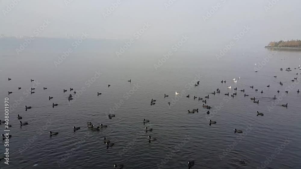 Birds flying over the lake Birds flying over the lake