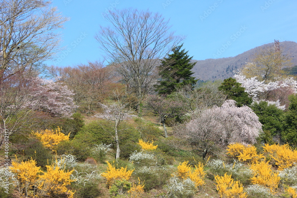 桜の名所冨士霊園(静岡県小山町）　富士山のふもとにある冨士霊園は、霊峰冨士の眺めに加え手入れの行き届いた樹木に囲まれ、霊園ながら人々の憩いの場となっている。特に桜の名所として有名。