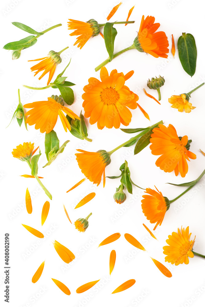 Calendula. Marigold flower isolated on white background with copy space for your text.