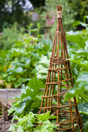 Fotografie Willow Structure in Garden Growing Cucumber Vine