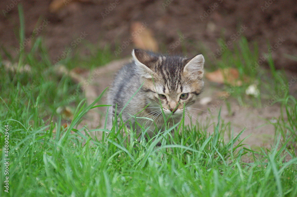 MINI WILD CAT