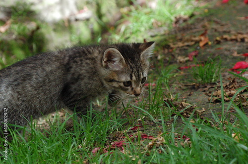 MINI WILD CAT