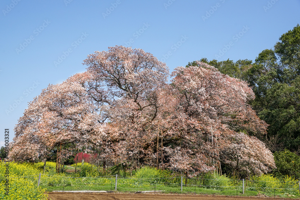 満開の大桜 満開の大桜