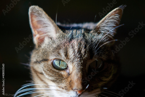 portrait of a cat