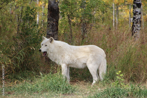 Yawning Nova, Yamnuska Wolfdog Sanctuary, Alberta