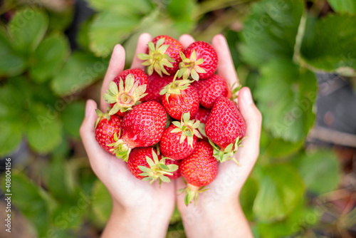 female hands holding handful of strawberries close up