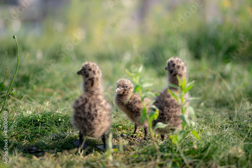 Foto ウミネコの雛