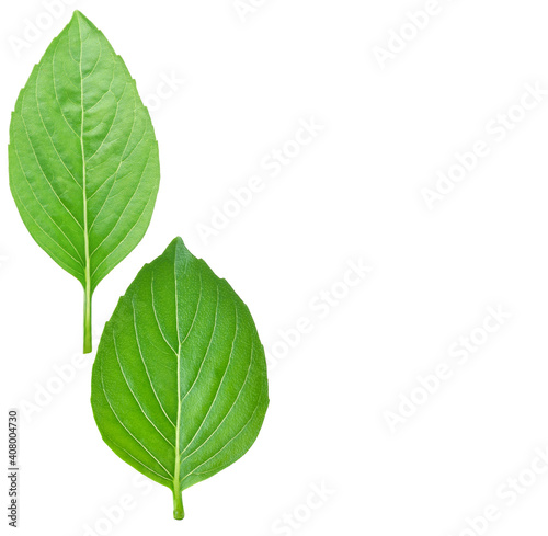 basil leaf isolated on white background