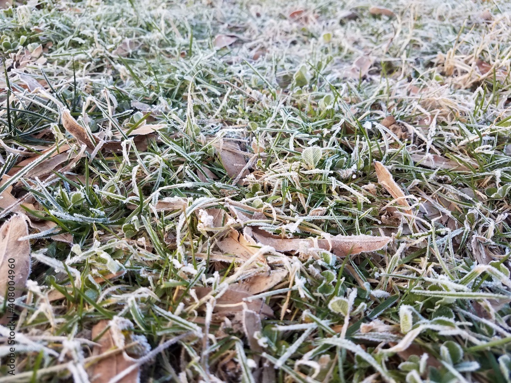 frost or ice on grass or lawn or yard