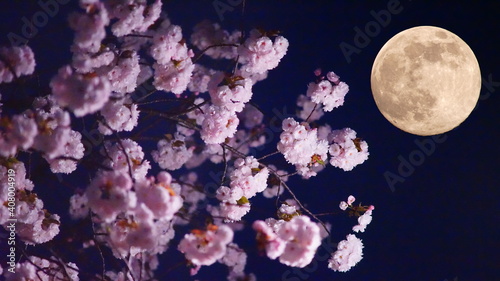 満開の八重桜と満月