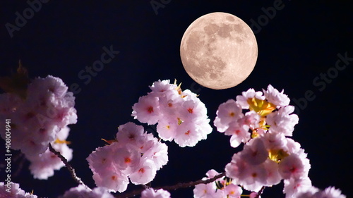 満開の桜と満月の夜景