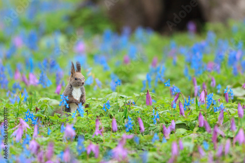 エゾリスとカタクリの花 photo