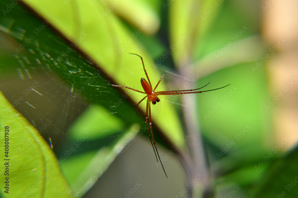 spider on a leaf spider on a leaf