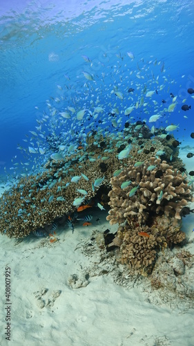 Fototapeta Naklejka Na Ścianę i Meble -  coral reef and diver