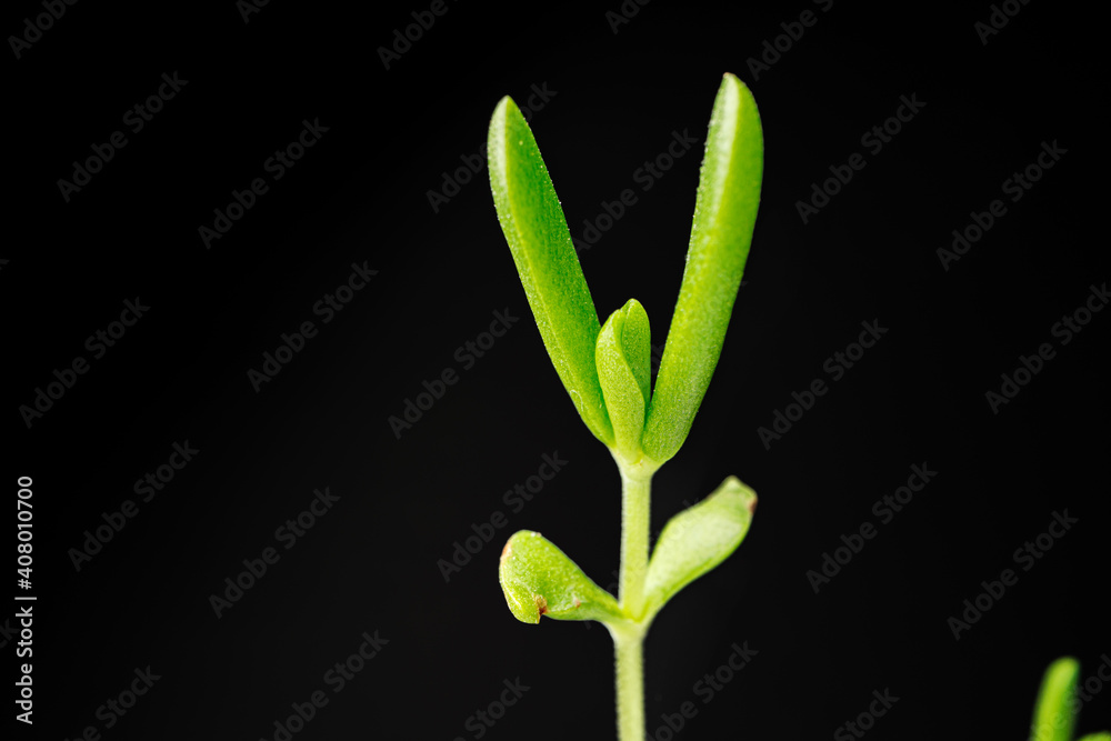 Small young green sprouts of a plant on black background Small young green sprouts of a plant on black background