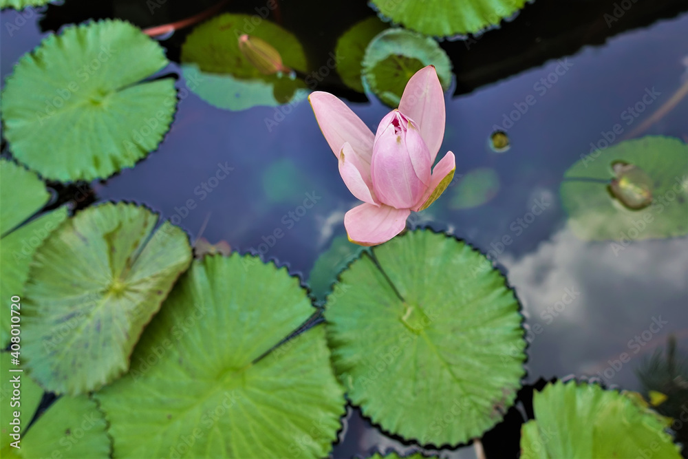 Half-open lotus flower. Delicate pink petals on a background of green leaves. Reflection of the sky in the water. Thailand Half-open lotus flower. Delicate pink petals on a background of green leaves. Reflection of the sky in the water. Thailand