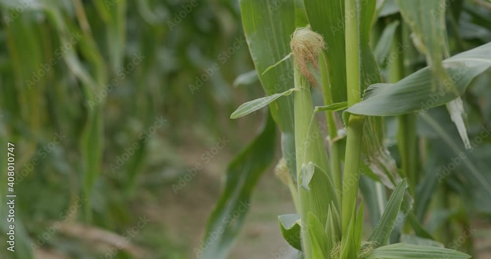 Corn maize agriculture nature field