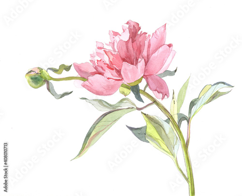 Pink peony flower. Graceful drawing. Spring flower. Decorative image. Watercolor.