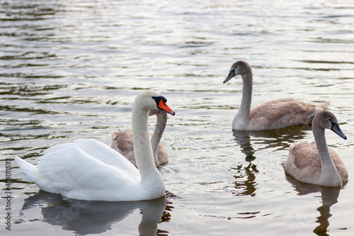 Adult and young swans swim in the lake.