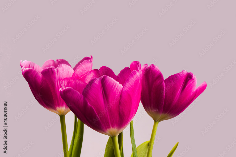 Obraz premium Drei blühende Tulpe rosarot