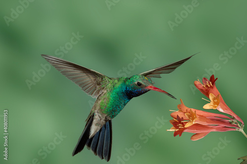 Broad-billed Hummingbird  © Dennis Donohue
