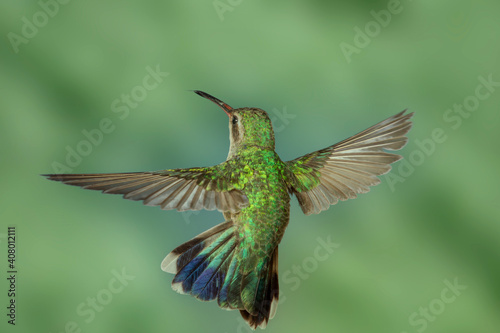 Broad-billed Hummingbird  © Dennis Donohue