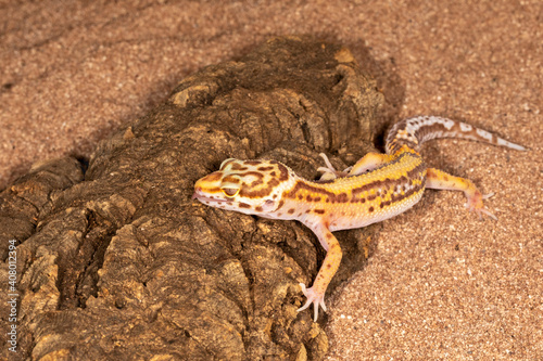 Gecko on  tree in desert