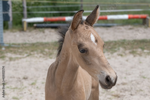 Small newborn yellow foal looking over the shoulder to the camera. Neck and head against a sandy background. With shadow on the back