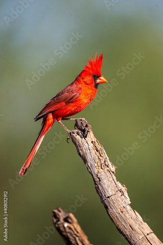 Male Northern Cardinal © Dennis Donohue
