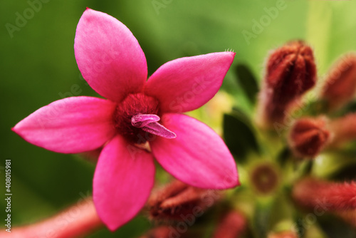 Beautiful Pink Egyptian star cluster flower over green leaf.