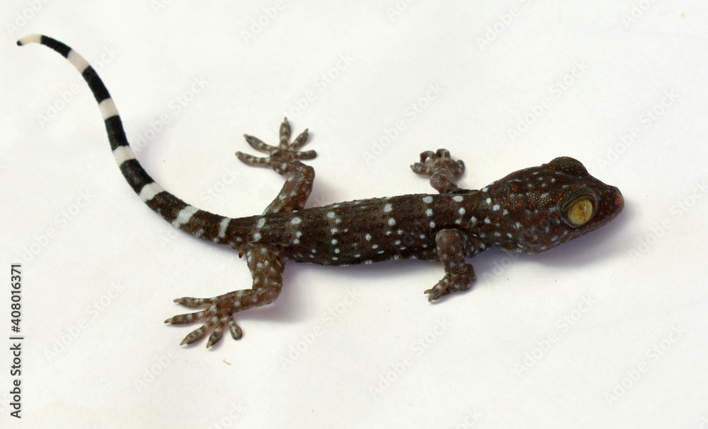 Naklejka premium Beautiful colored gecko with yellow eyes crawling on a white background. 