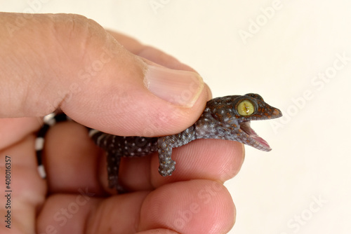 A polka-spotted baby gecko injured by a cat, in the gentle hands of a kind man, on a white background. 