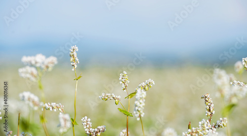 Close up of white blooming flowers of buckwheat (Fagopyrum esculentum) growing in agricultural field on a background of blue sky. Sunny summer day