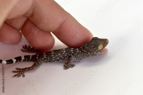 A polka-spotted baby gecko injured by a cat, in the gentle hands of a kind man, on a white background. 
