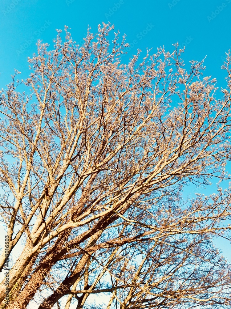 Tree of Hope and New Beginnings