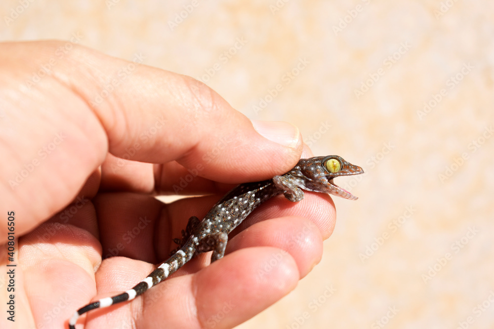 A polka-spotted baby gecko injured by a cat, in the gentle hands of a kind man, on a pale yellow wall background. A polka-spotted baby gecko injured by a cat, in the gentle hands of a kind man, on a pale yellow wall background.