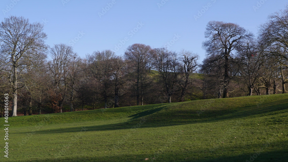 Trees and Grass in English Park in Winter