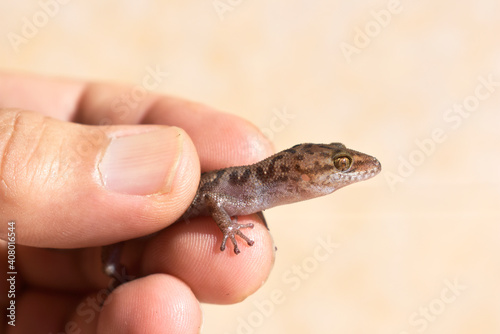 A striped fat lizard in his hand on a wall background 