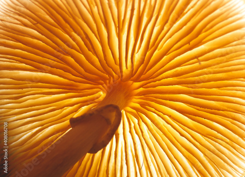 Close up beautiful picture of a mushroom taken from below in a tree. Background texture. Macro Photography View.