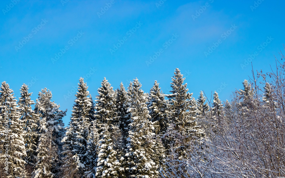 Snow-covered white fir trees, sparkling in the sun. A picturesque and magnificent winter scene Snow-covered white fir trees, sparkling in the sun. A picturesque and magnificent winter scene