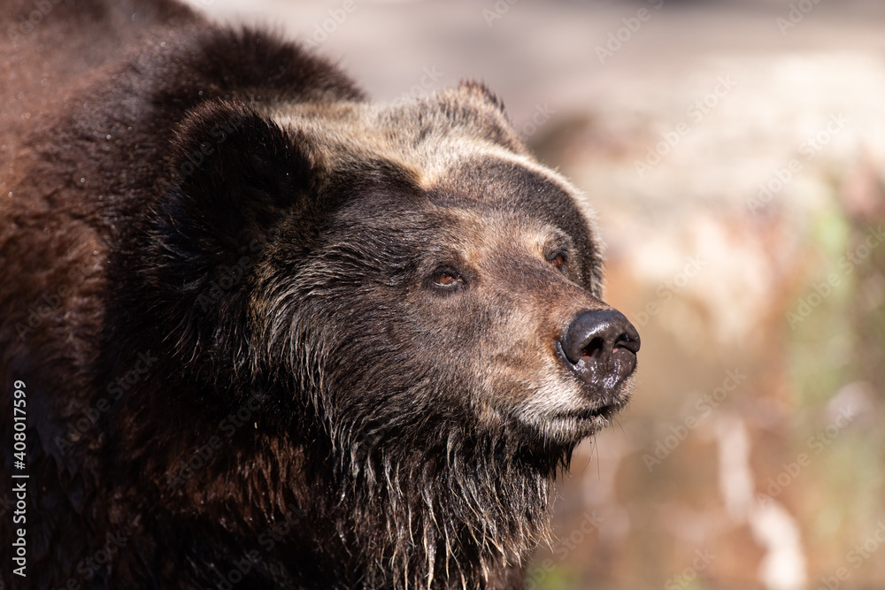 Obraz premium 迫力あるヒグマ