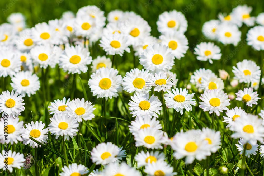 Lots of tiny daisy flowers in a meadow on sunny day in springtime (summer), flower  background, close up view