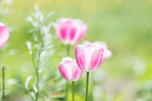 White pink tulips in sunny spring day on a gentle yellow green background, nature background concept