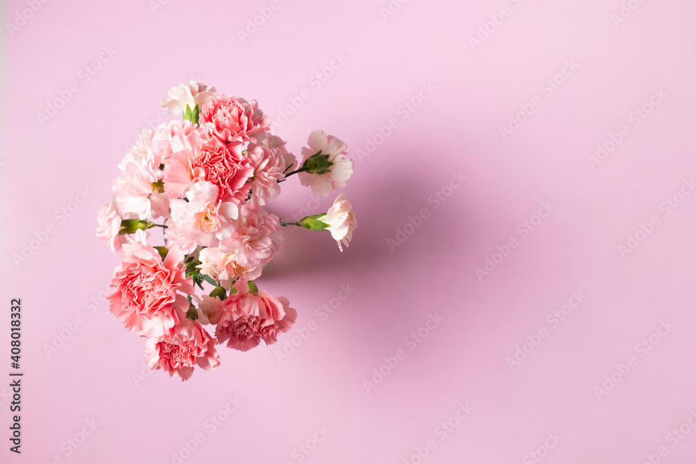 Carnation flowers on pink background