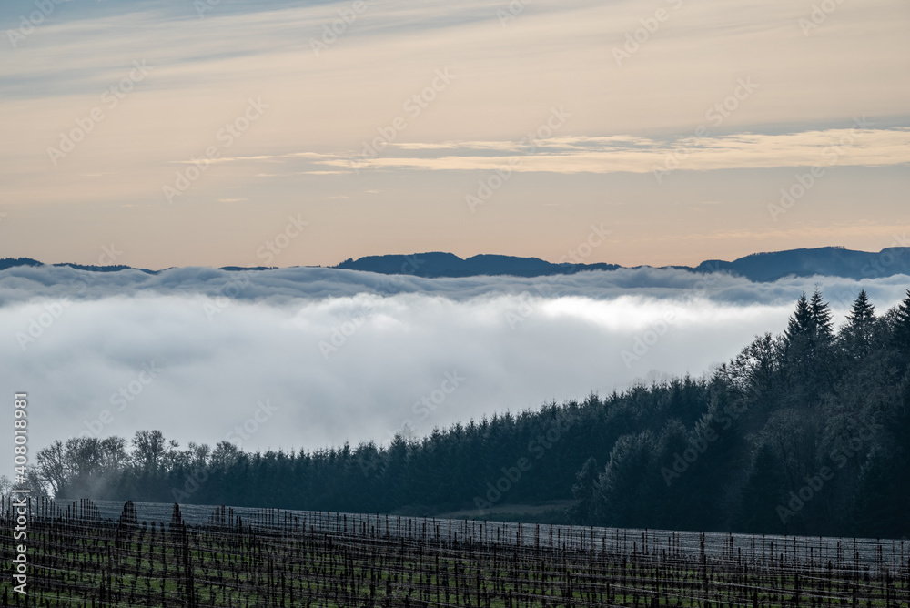 Rows of bare vines in winter in an Oregon vineyard curve over a hill, silhouetting at the edge against fog highlighted by sun. Rows of bare vines in winter in an Oregon vineyard curve over a hill, silhouetting at the edge against fog highlighted by sun.