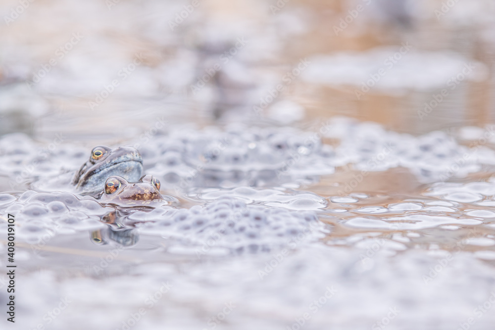 Common frog,toad,rana temporaria in pond with eggs Common frog,toad,rana temporaria in pond with eggs