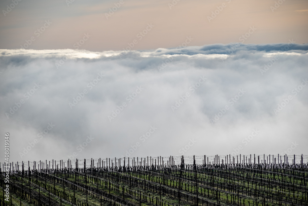 A view of an Oregon vineyard in winter, parallel rows of bare vines and green grass, wire trellis and fog and clouds layering in the background.