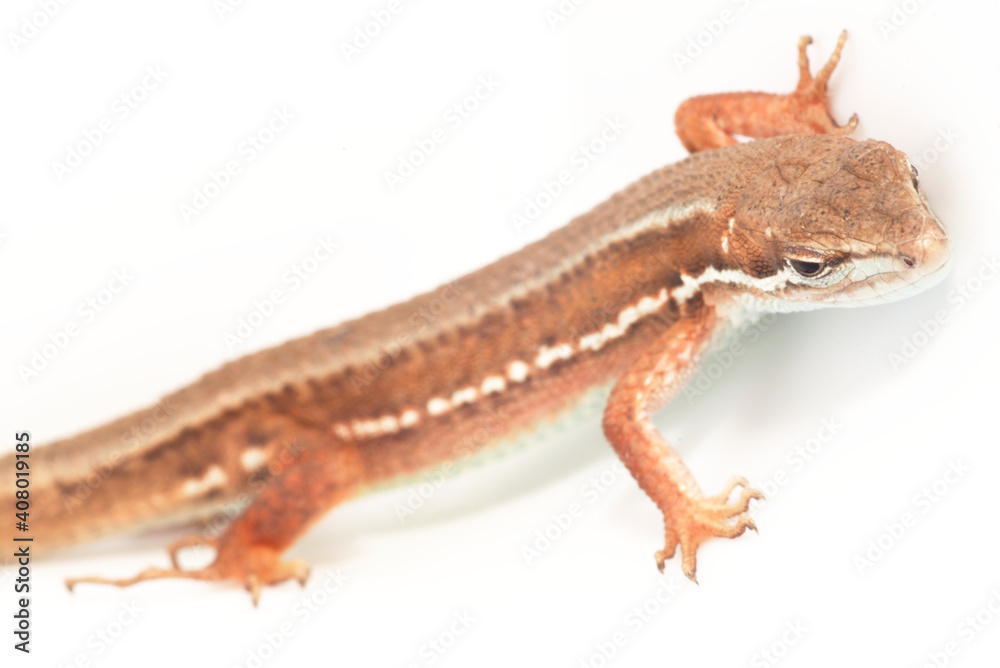 Naklejka premium 白背景のニホンカナヘビ