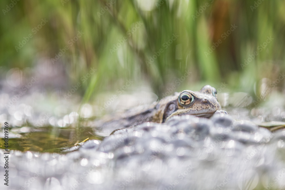 Common frog,toad,rana temporaria in pond with eggs Common frog,toad,rana temporaria in pond with eggs