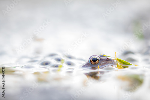Fotografie Common frog,toad,rana temporaria in pond with eggs